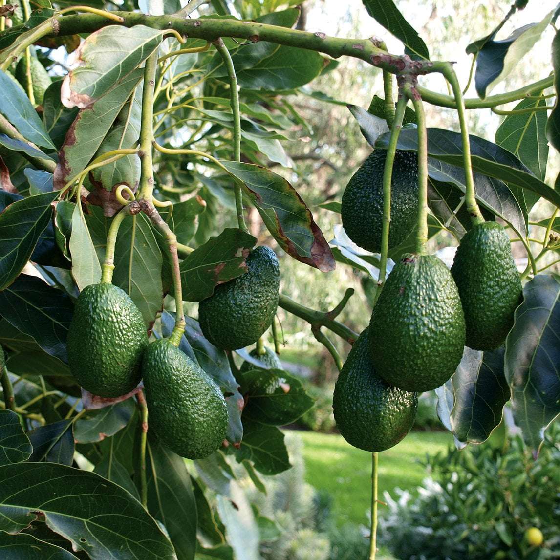 Avocado Image Key Export Kenya