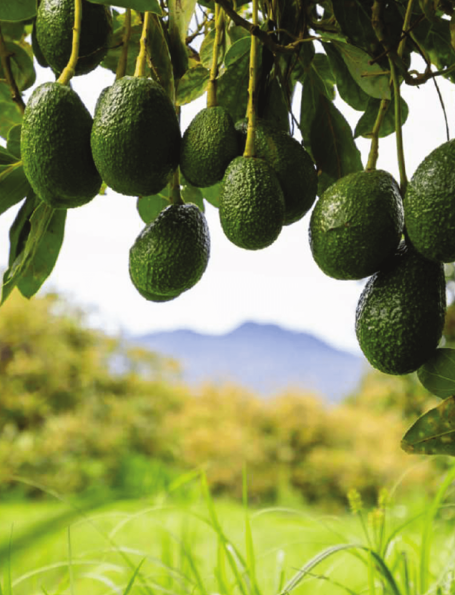 Avocado Growers Key Export Company Ltd