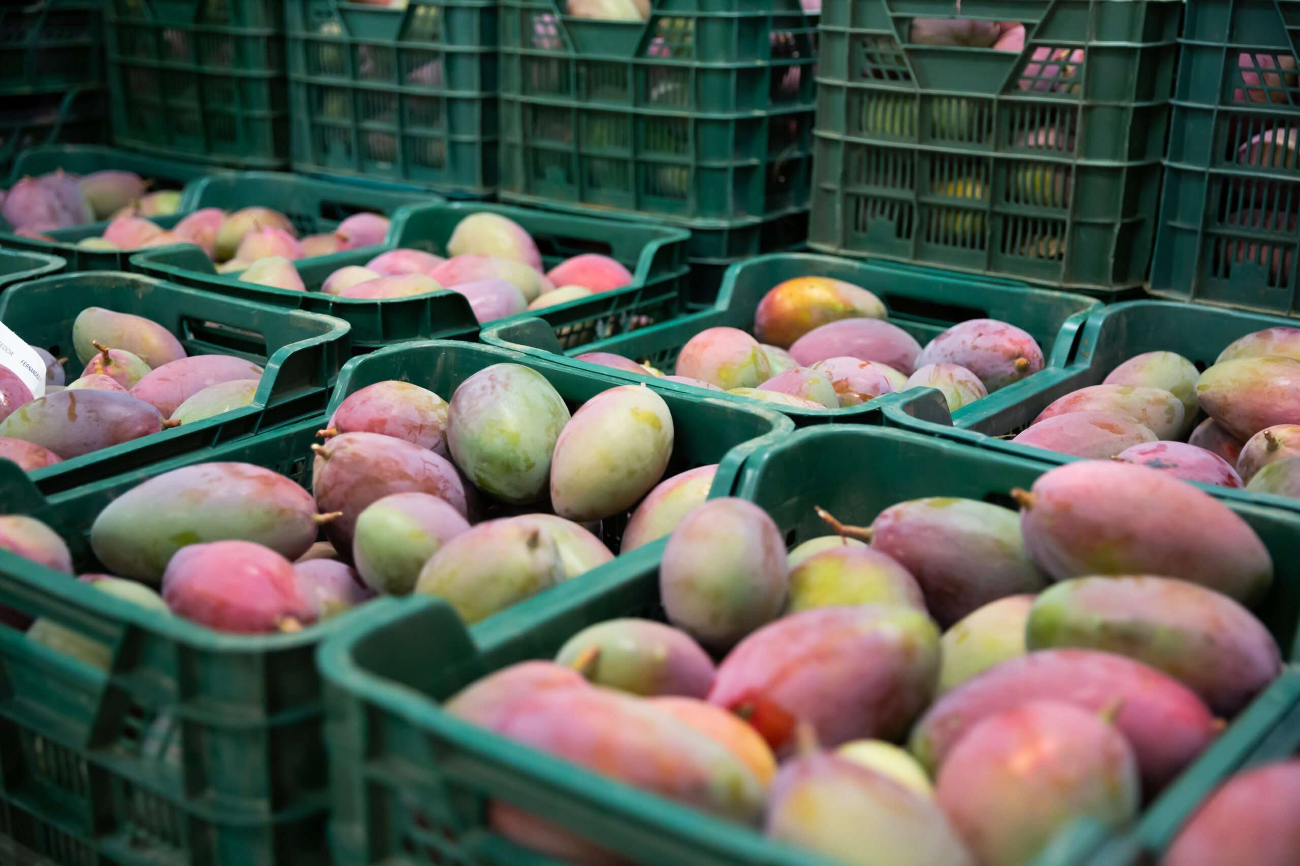 mangos in a crate key export company ltd